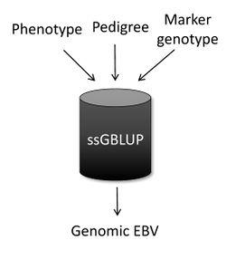 Figure1 ssGBLUP.jpg