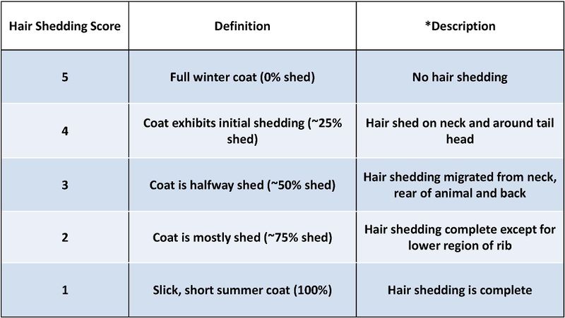 Wiki Hair Shedding Score Table.jpg