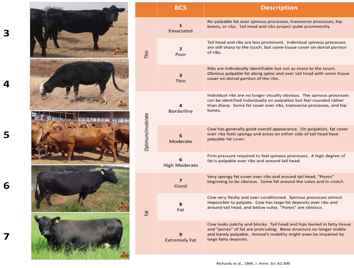 Body Condition Scores BIF Guidelines Wiki