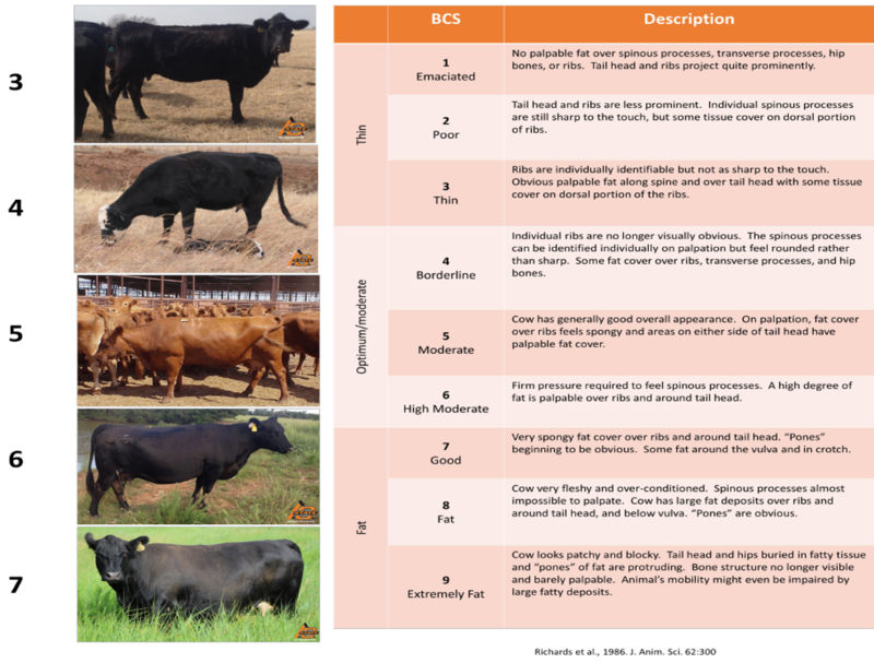 Body Condition Scores BIF Guidelines Wiki