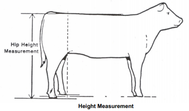 Hip Height/Frame - BIF Guidelines Wiki