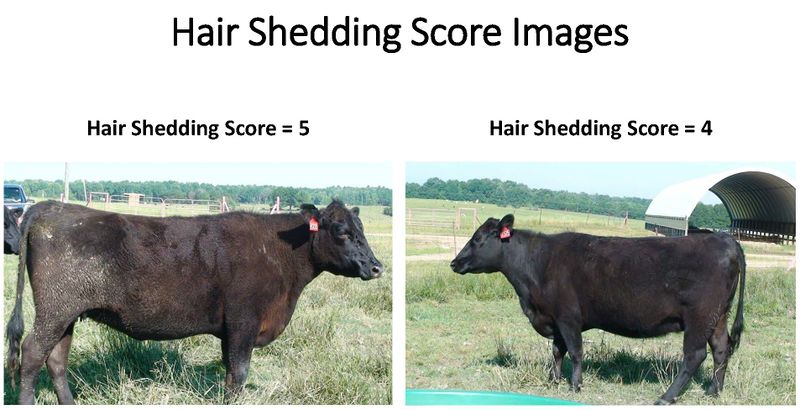Wiki Hair Shedding Score Images 5 and 4.jpg